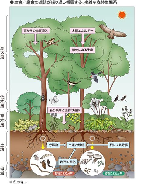 木動物|森林生態系の概要